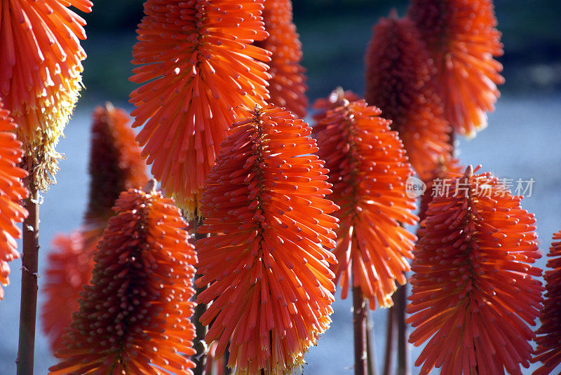 “火红的扑克牌”或“火炬百合”(Kniphofia Uvaria)